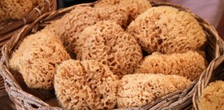 gąbka konjac, konjac, ekologia