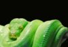 Czy Python jest trudny? Czy Python jest trudny?