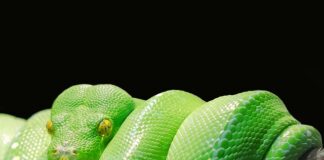Czy Python jest trudny?