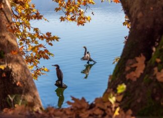 Jak powinna wyglądać Alba?