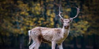 Czym się różni ROE od ROI?