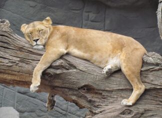 Czy we Włoszech jest siesta?