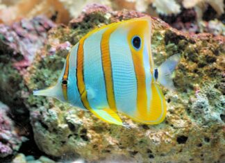 Co smarować smarem miedzianym?