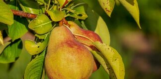 Jaka odżywka białkowa najzdrowsza?